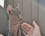 Кошки в других городах Московской области: Эльф кошечка( котенок) Девочка, 27 000 руб. - фото 2