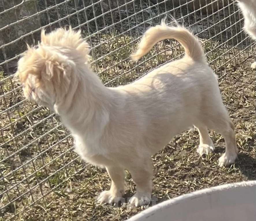 Собаки в Санкт-Петербурге: Питомник предлагает щенка чихуа Девочка, 45 000 руб. - фото 1