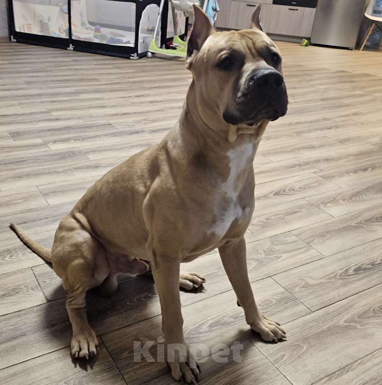 Собаки в Петрозаводске: Отдам в добрые руки Мальчик, Бесплатно - фото 2