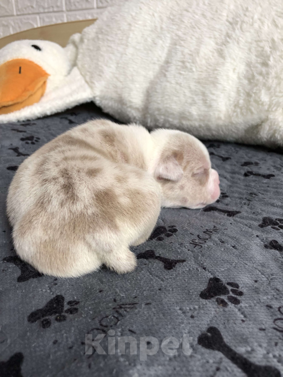 Собаки в Волгограде: Американский булли девочка покет Девочка, 50 000 руб. - фото 3