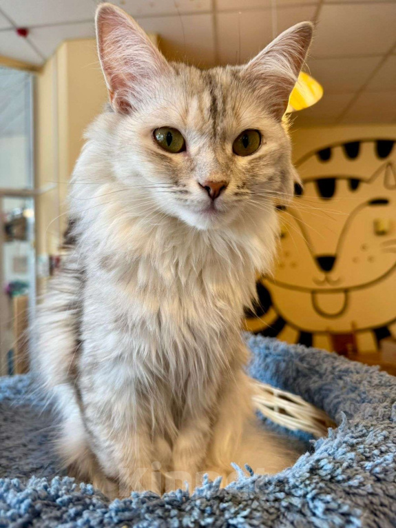 Кошки в Москве: Красивая кошка Медуля в добрые руки  Девочка, Бесплатно - фото 5