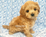 Собаки в Москве: мальтипу мальчик F1  Мальчик, 70 000 руб. - фото 1
