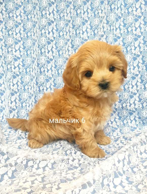 Собаки в Москве: мальтипу мальчик F1  Мальчик, 70 000 руб. - фото 1