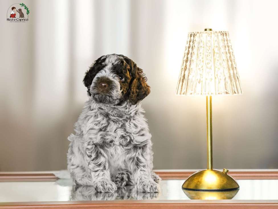 Собаки в Москве: Щенок лаготто романьоло Мальчик, 220 000 руб. - фото 1