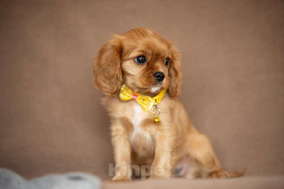 Собаки в Москве: Люсия Девочка, 85 000 руб. - фото 2