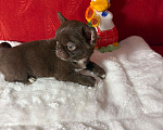Собаки в Москве: Чихуахуа-   Роскошные  Барышни Девочка, 40 000 руб. - фото 2