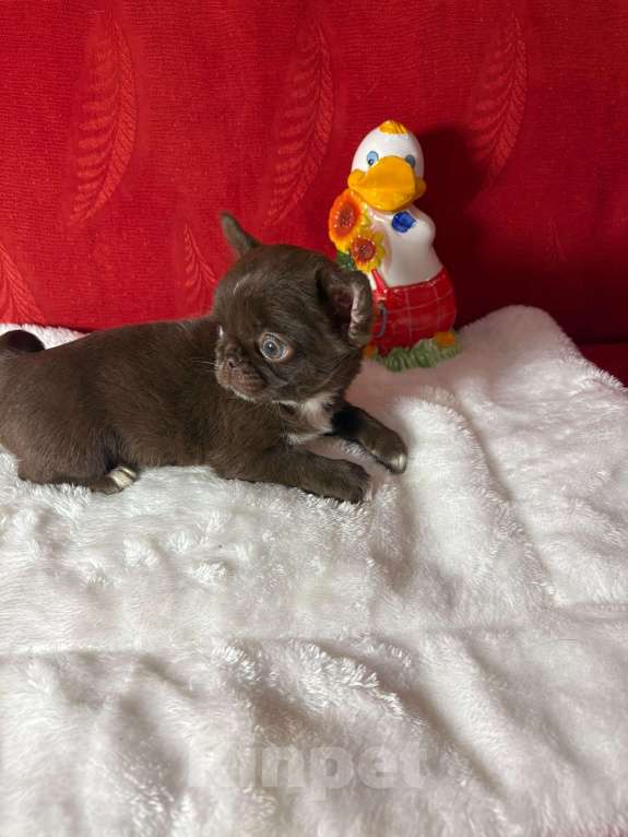 Собаки в Москве: Чихуахуа-   Роскошные  Барышни Девочка, 40 000 руб. - фото 2