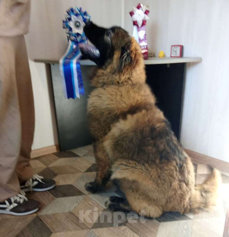 Собаки в Екатеринбурге: Подрощенный щенок кавказской овчарки Девочка, 40 000 руб. - фото 1