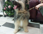 Собаки в Москве: Тимофеич ждет семью  Мальчик, Бесплатно - фото 5