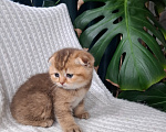 Кошки в других городах Тульской области: Шотландский вислоухий короткошёрстный котёнок Девочка, 15 000 руб. - фото 3
