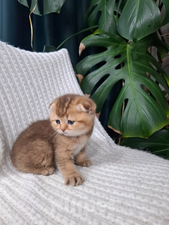 Кошки в других городах Тульской области: Шотландский вислоухий короткошёрстный котёнок Девочка, 15 000 руб. - фото 3