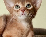 Кошки в Краснодаре: Абиссинские котята Мальчик, 80 000 руб. - фото 1