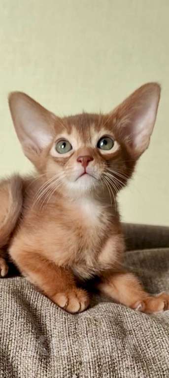 Кошки в Краснодаре: Абиссинские котята Мальчик, 80 000 руб. - фото 1