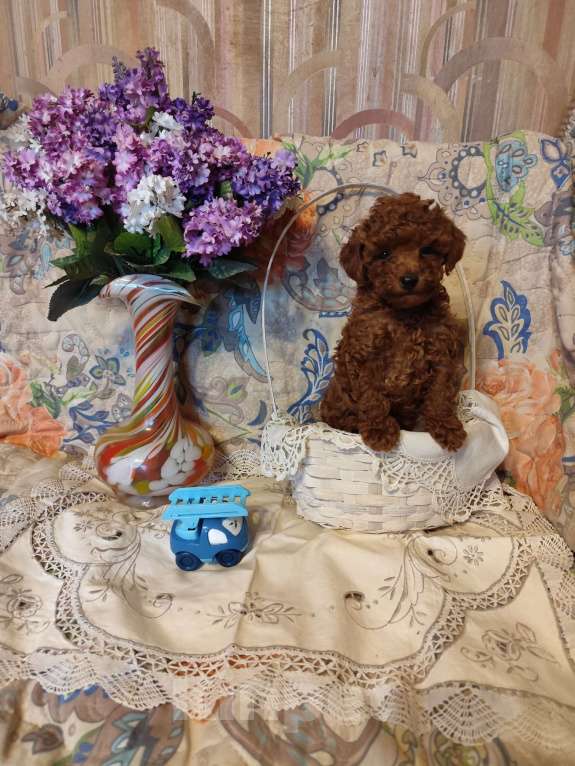 Собаки в Севастополе: Пудель той красного окраса Мальчик, 150 000 руб. - фото 1