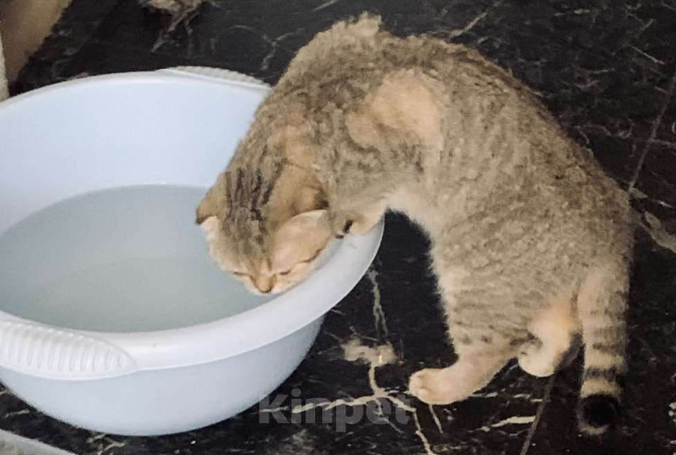 Кошки в Санкт-Петербурге: Шотландская короткошорстная Девочка, Бесплатно - фото 2