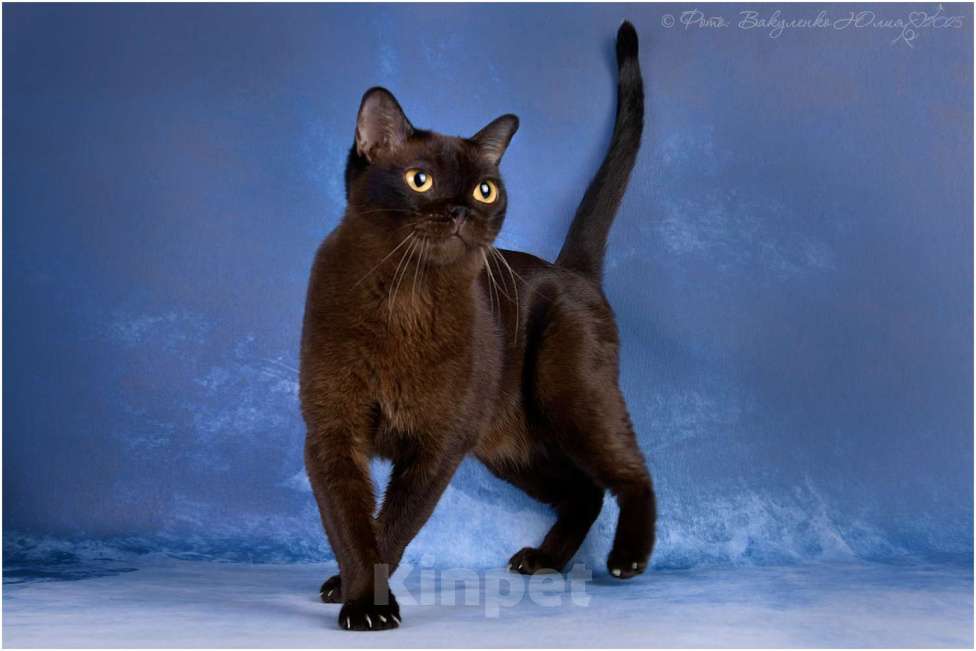 Кошки в Ростове-на-Дону: Американская Бурма Девочка, 10 000 руб. - фото 2