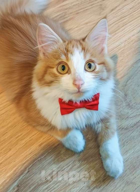 Кошки в Москве: Петя ищет себе уютный дом. Мальчик, Бесплатно - фото 1