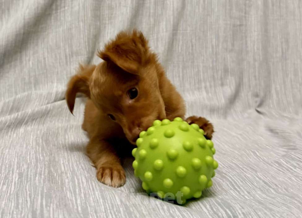 Собаки в Москве: Пражский крысарик, щенки  Мальчик, Бесплатно - фото 5