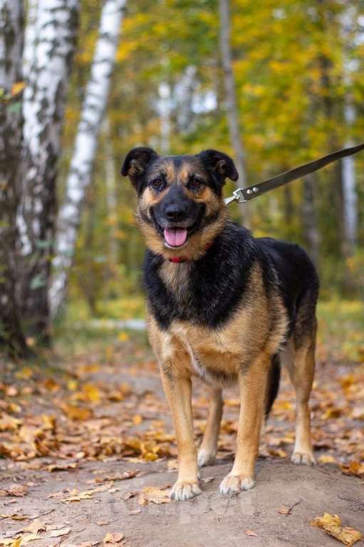 Собаки в Москве: Бейлис Девочка, Бесплатно - фото 5