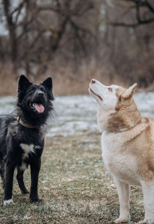 Собаки в Домодедово: В ДОБРЫЕ РУКИ  Девочка, Бесплатно - фото 10