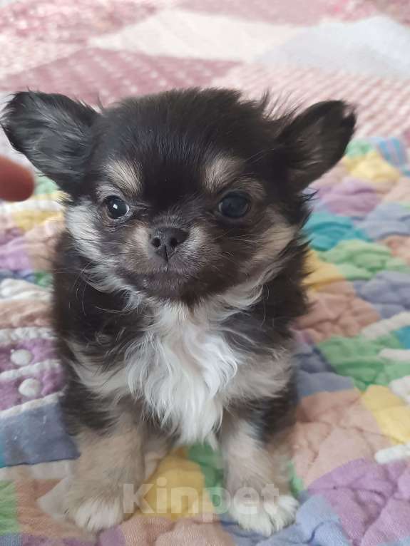 Собаки в Москве: Мальчик триколорного окраса Мальчик, 20 000 руб. - фото 3