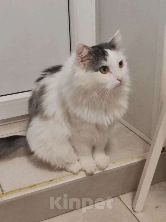 Кошки в Москве: Тискательный пирожок Джери ждет свою семью Мальчик, Бесплатно - фото 4