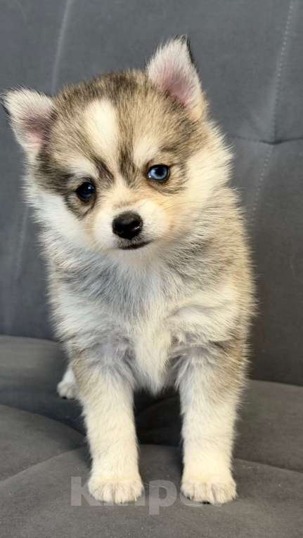 Собаки в Санкт-Петербурге: Девочка помски Девочка, 60 000 руб. - фото 1