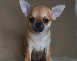Собаки в Новосибирске: Чихуахуа рыжая Львичка. Девочка, 35 000 руб. - фото 1