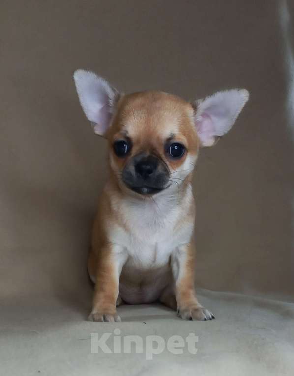 Собаки в Новосибирске: Чихуахуа рыжая Львичка. Девочка, 35 000 руб. - фото 1