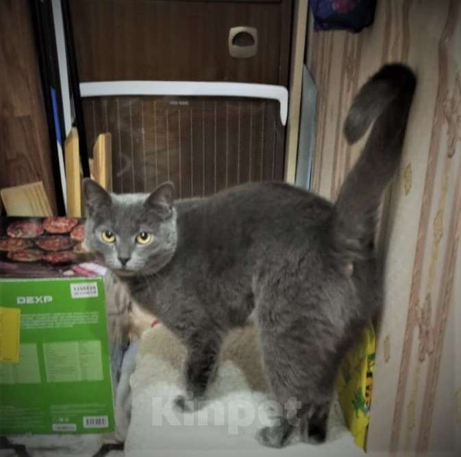 Кошки в Ногинске: Киса Василиса в добрые руки Девочка, Бесплатно - фото 2