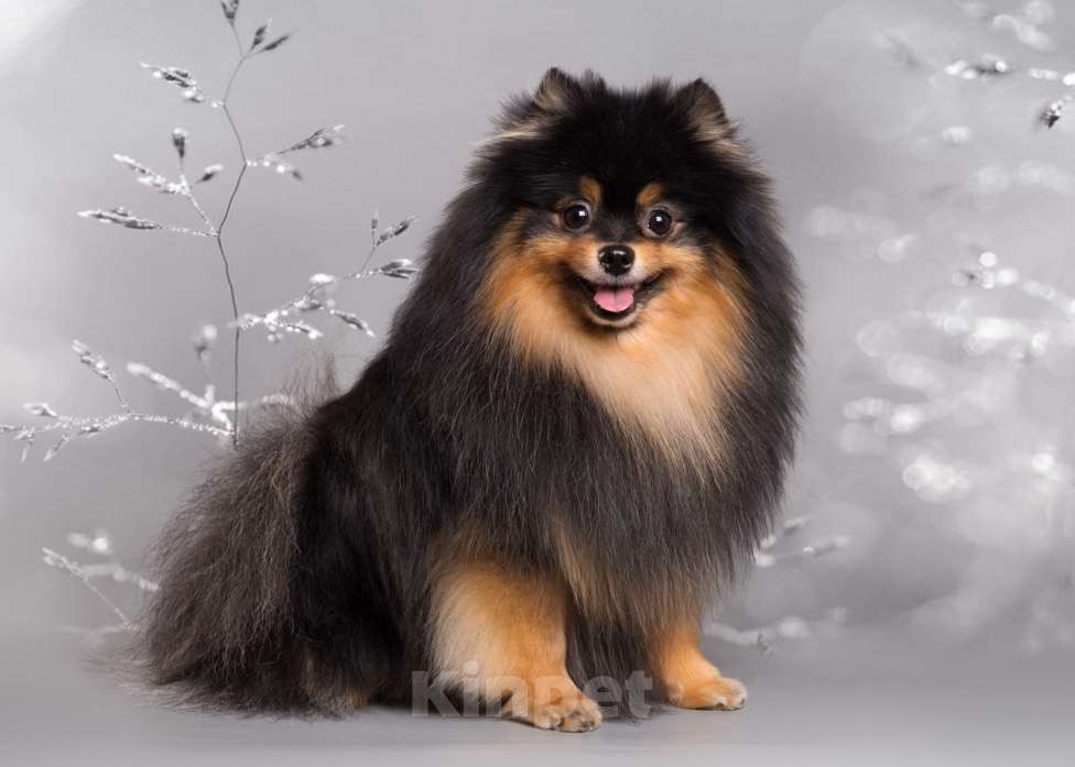 Собаки в Нижнем Новгороде: Немецкий малый шпиц, вязка Мальчик, Бесплатно - фото 5