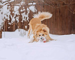 Собаки в Москве: Шикарный пёс Нортон в добрые руки. Мальчик, 1 руб. - фото 4
