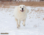 Собаки в Красноярске: Вязка, 35 000 руб. - фото 3