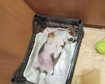 Собаки в Санкт-Петербурге: Малюсенький щенок Мальчик, 1 руб. - фото 8