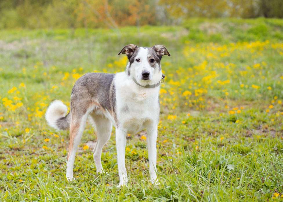 Собаки в Москве: Ласковая девочка в добрые руки. Собака из приюта ищет дом Девочка, Бесплатно - фото 4