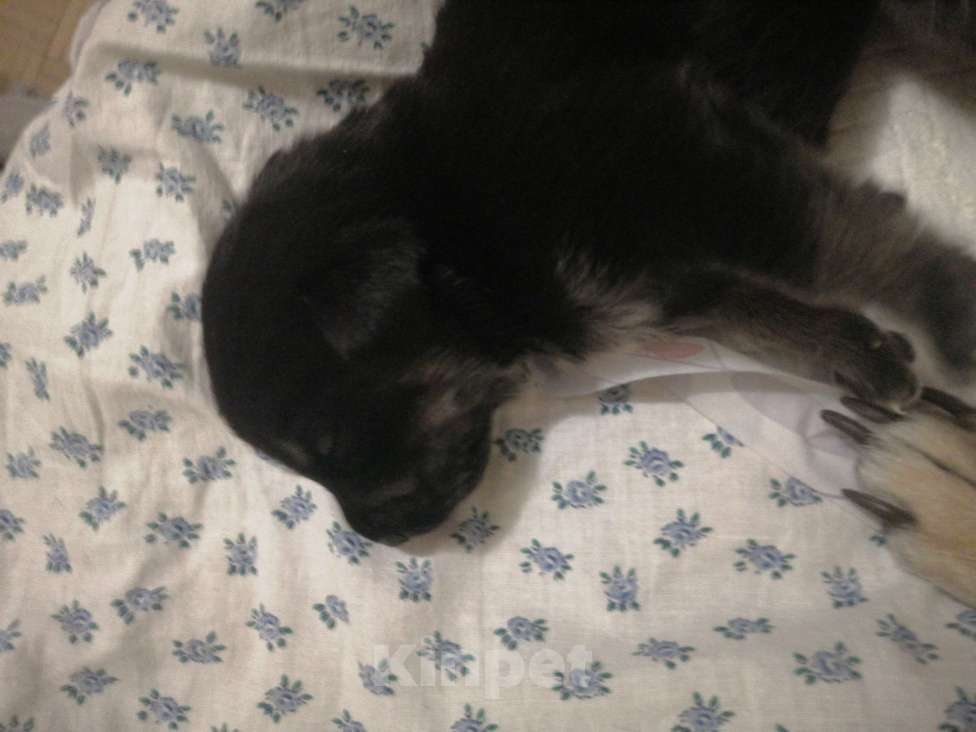 Собаки в Воронеже: Отдаю щенков в добрые и надёжные руки  Мальчик, Бесплатно - фото 1