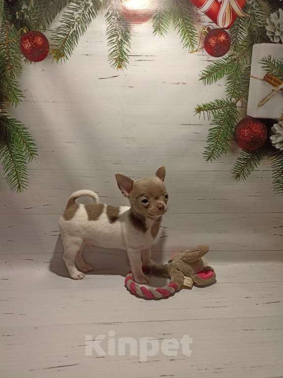 Собаки в Москве: Супер мальчик чихуа хуа Мальчик, 30 000 руб. - фото 1