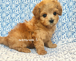 Собаки в Москве: мальтипу мальчик F1 мини Мальчик, 90 000 руб. - фото 3