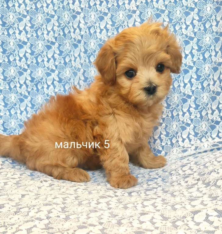 Собаки в Москве: мальтипу мальчик F1 мини Мальчик, 90 000 руб. - фото 3