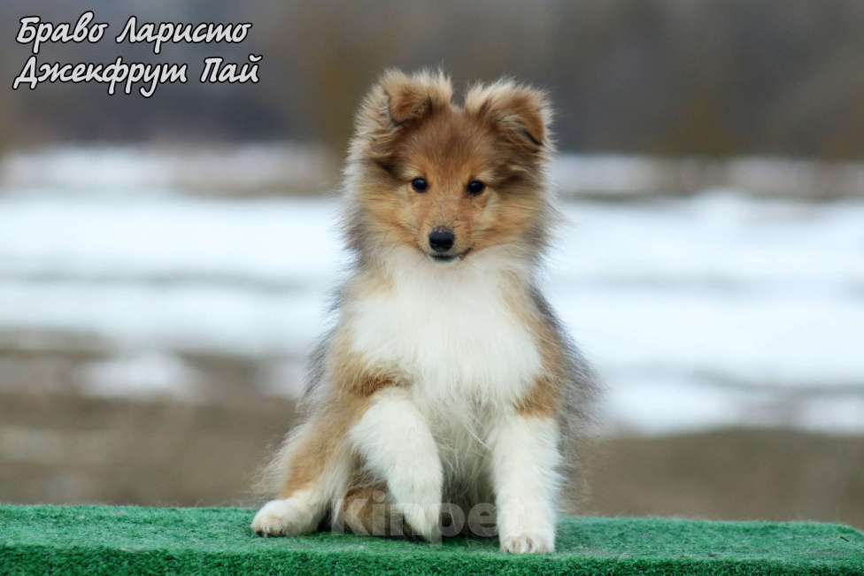 Собаки в Рязани: Большой выбор щенков шелти. Девочка, 80 000 руб. - фото 3