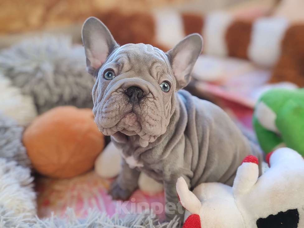 Собаки в Санкт-Петербурге: Шикарная лиловая  девочка Девочка, 80 000 руб. - фото 4