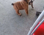 Собаки в Краснодаре: Щенок бульдога Мальчик, Бесплатно - фото 1
