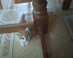 Кошки в Уфе: Отдам котенка  Мальчик, 1 руб. - фото 1