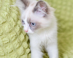 Кошки в Москве: Котёнок Пиксель - голубоглазый красавец в добрые руки  Мальчик, Бесплатно - фото 7