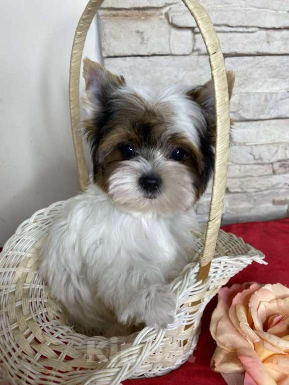 Собаки в Москве: Бивер мальчик РКФ Мальчик, 75 000 руб. - фото 2