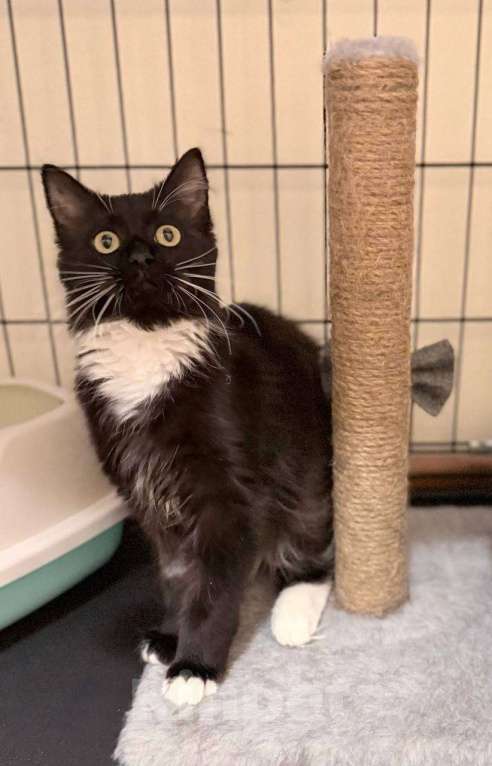 Кошки в Москве: Котенок в поисках дома Девочка, Бесплатно - фото 6