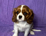 Собаки в других городах Московской области: Кавалер Кинг Чарльз Спаниель Мальчик, Бесплатно - фото 3