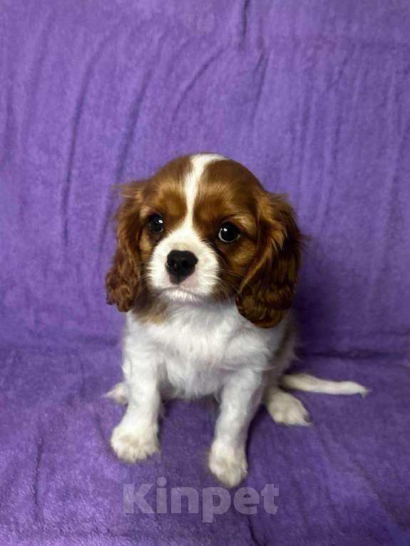 Собаки в других городах Московской области: Кавалер Кинг Чарльз Спаниель Мальчик, Бесплатно - фото 3