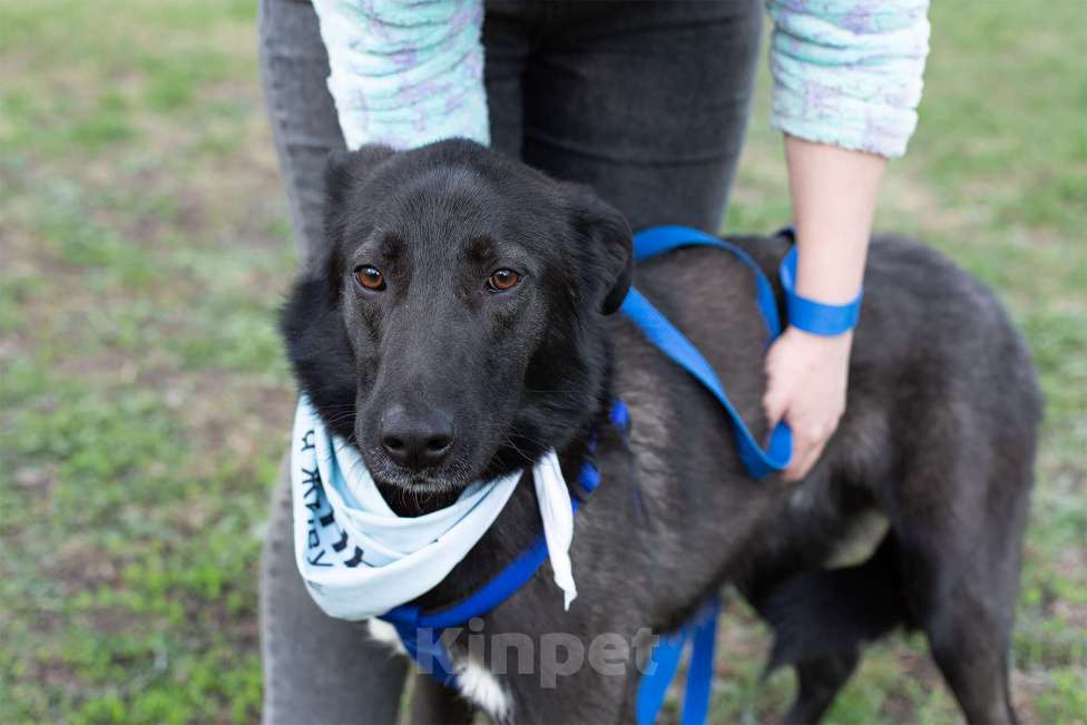 Собаки в Москве: Мишка, последний щенок из помета Мальчик, Бесплатно - фото 6