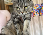 Кошки в Уфе: Шотландская вислоухая кошка Гера Девочка, Бесплатно - фото 3